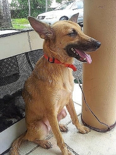 DAISY - NOBLE Y SENSIBLE PASTOR BELGA MALINOIS MIX