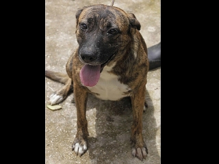 BRINDLE - PASIVA AMERICAN BRINDLE PITBULL