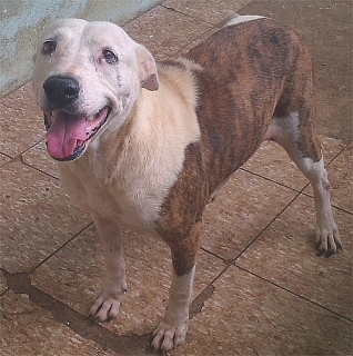 BONITA - NOBLE Y MANSA STAFFORDSHIRE BULL TERRIER