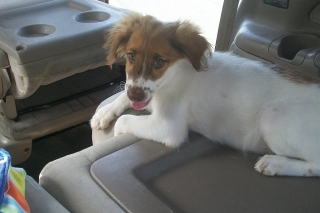 NORBERTO - ENERGÉTICO Y ALEGRE AUSTRALIAN SHEPHERD MIX