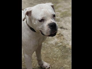 BLANKITA - ADMIRABLE EJEMPLAR ALBINA RAZA BOXER