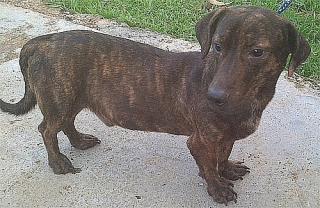 OSKAR - AMISTOSO BRINDLE DACHSHUND MIX
