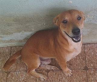 GOLDY - CARIÑOSO Y ÁGIL BEAGLE MIX