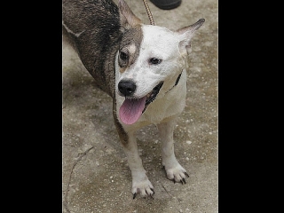 RUBY - PRECIOSA SIBERIAN HUSKY MIX