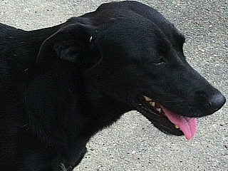 TINA - FIEL, ALERTA Y LEAL BLACK LABRADOR RETRIEVER