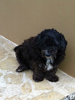 BRANDY - UN AMOR DE FRENCH POODLE