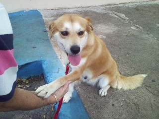 Encontrada entre RP-Guay