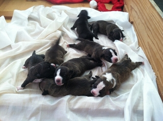 Puppies Pitbull Bully
