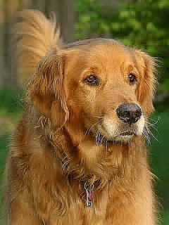golden retriever
