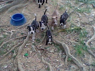 pitbulls