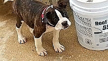 old english bull dog