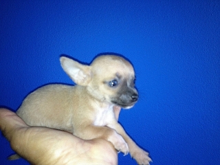 CHIHUAHUA