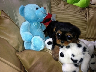 YORKIES YORKIES