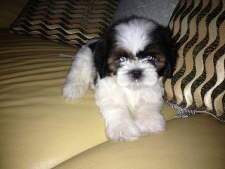 SHIH TZUS PELUCHITOS