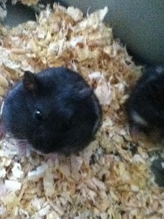 Hamsters Enanos