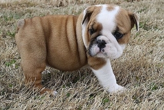 Adopto Bull Dog Ingles