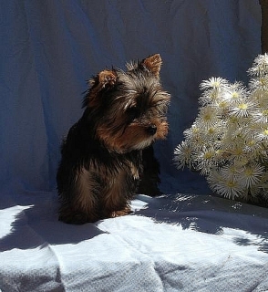 yorkshire terrier
