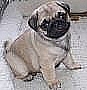 Masculino y Femenino cachorros Carlino