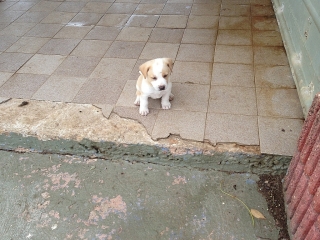 Se busca hogar