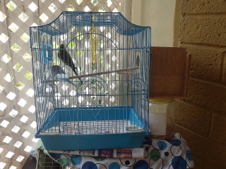 pericos y jaula
