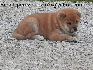 Shiba Inu cachorros