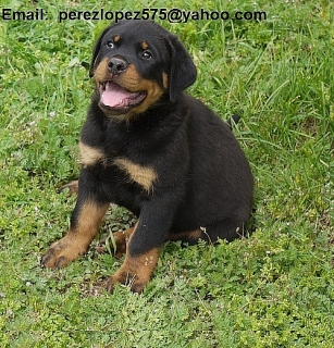 Rottweiler cachorros