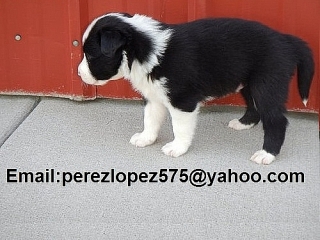 cachorros border collie