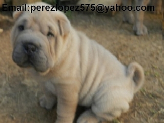 shar pei cachorros disponibles