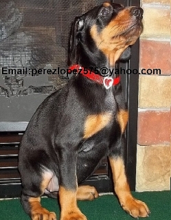cachorros doberman disponibles