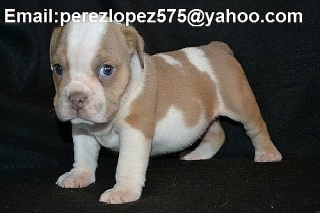 Bulldog Inglés cachorros disponibles