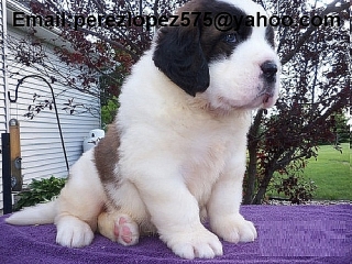 San Bernardo cachorros disponibles