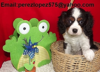 Cavalier King Charles Spaniel cachorros disponible