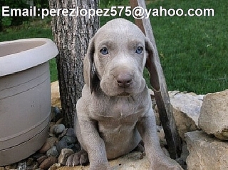 Weimaraner cachorros disponibles