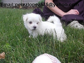 cachorros maltés disponibles