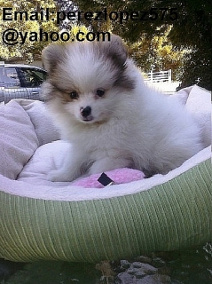 Cachorros de Pomerania disponibles