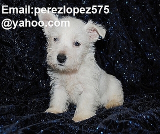 cachorros West Highland Terrier disponibles