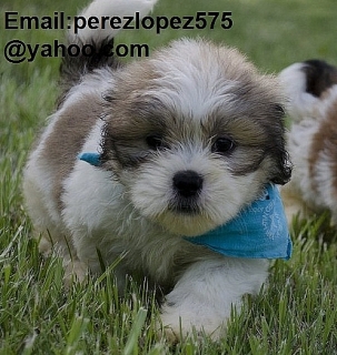 Lhasa Apso cachorros disponibles