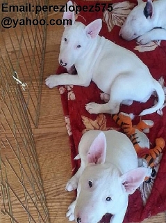 Cachorros bull terrier disponibles