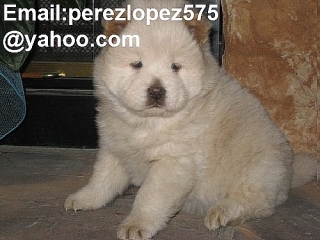 Chow Chow cachorros disponibles