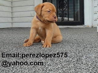Dogo de Burdeos    cachorros disponibles