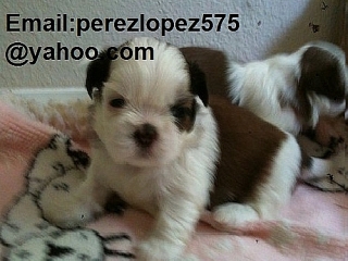 Shih Tzu    cachorros disponibles