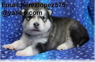Malamute de Alaska    cachorros disponibles