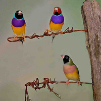 Medium_dauriamagenta