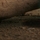 Small_kuhn