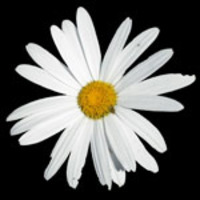Medium_mastermargherita
