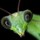 Small_merkatroid