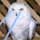 Small_pandatone