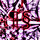 Small_phylumsinter