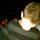 Small_scheben