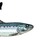 Small_thekeensardine